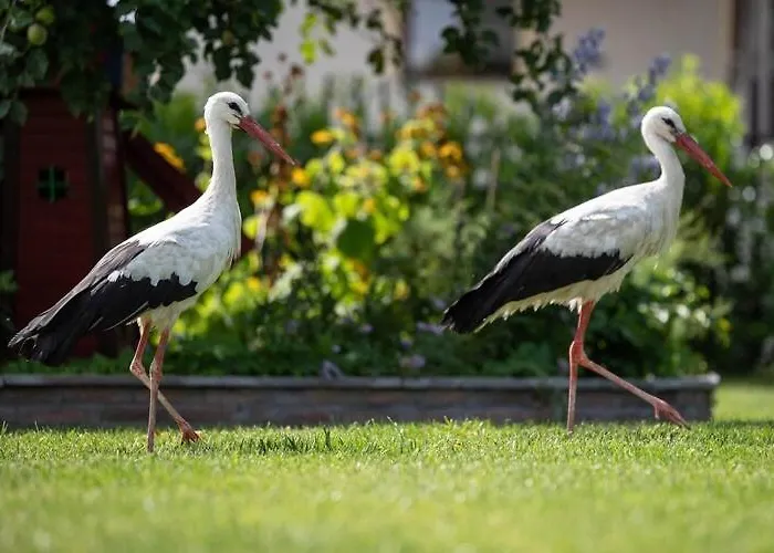 Summer House By The Sea With Bbq Świerzno